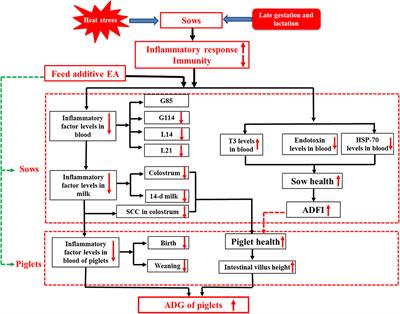 Dietary Supplementation of Enzymatically Treated Artemisia annua L. Improves Lactation Performance, Alleviates Inflammatory Response of Sows Reared Under Heat Stress, and Promotes Gut Development in Preweaning Offspring